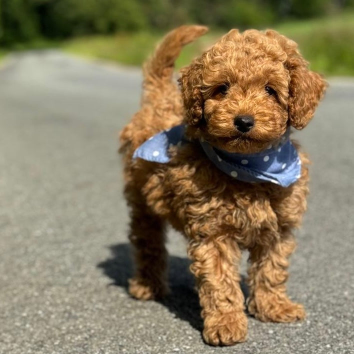 Bandana / - Blå m. hvide prikker