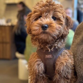 Nora kropssele i fløjl / Brun - XXS