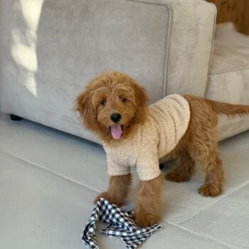 Lun plysfleece trøje - Small 20 cm