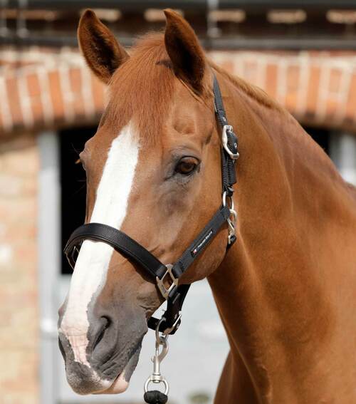 Premier Equine nylongrime med foer