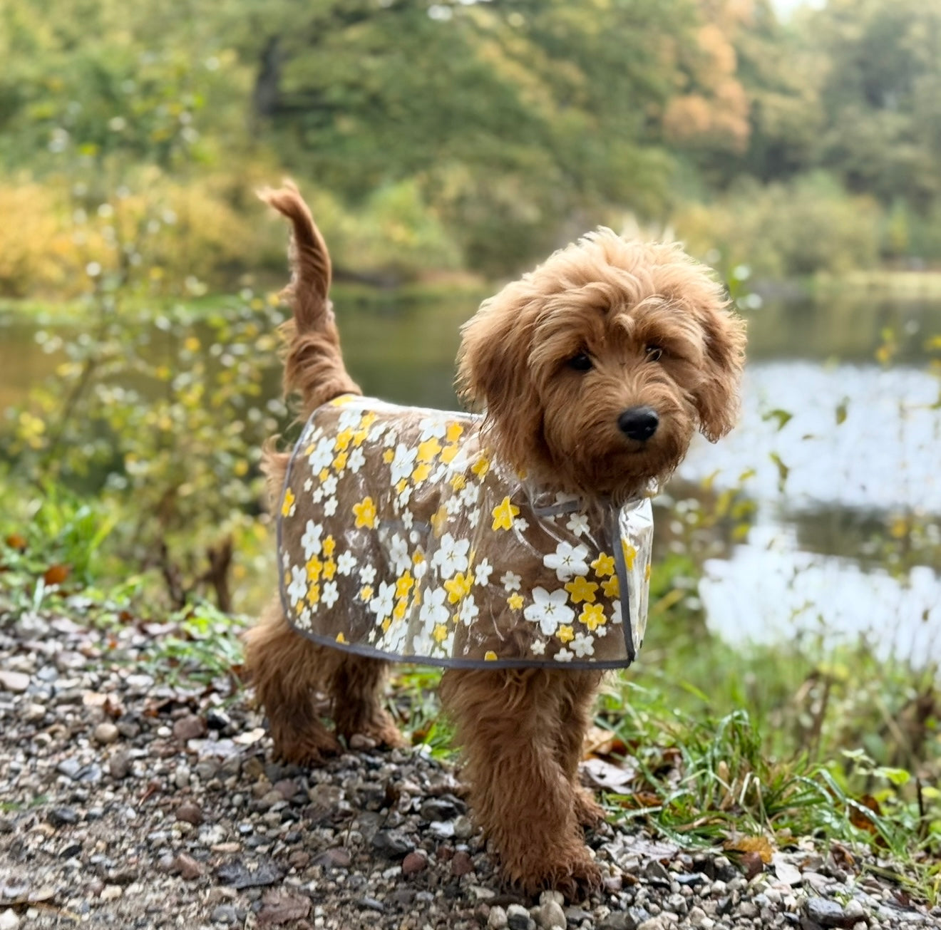 Regnjakke til hund m. Blomster / gul - Small