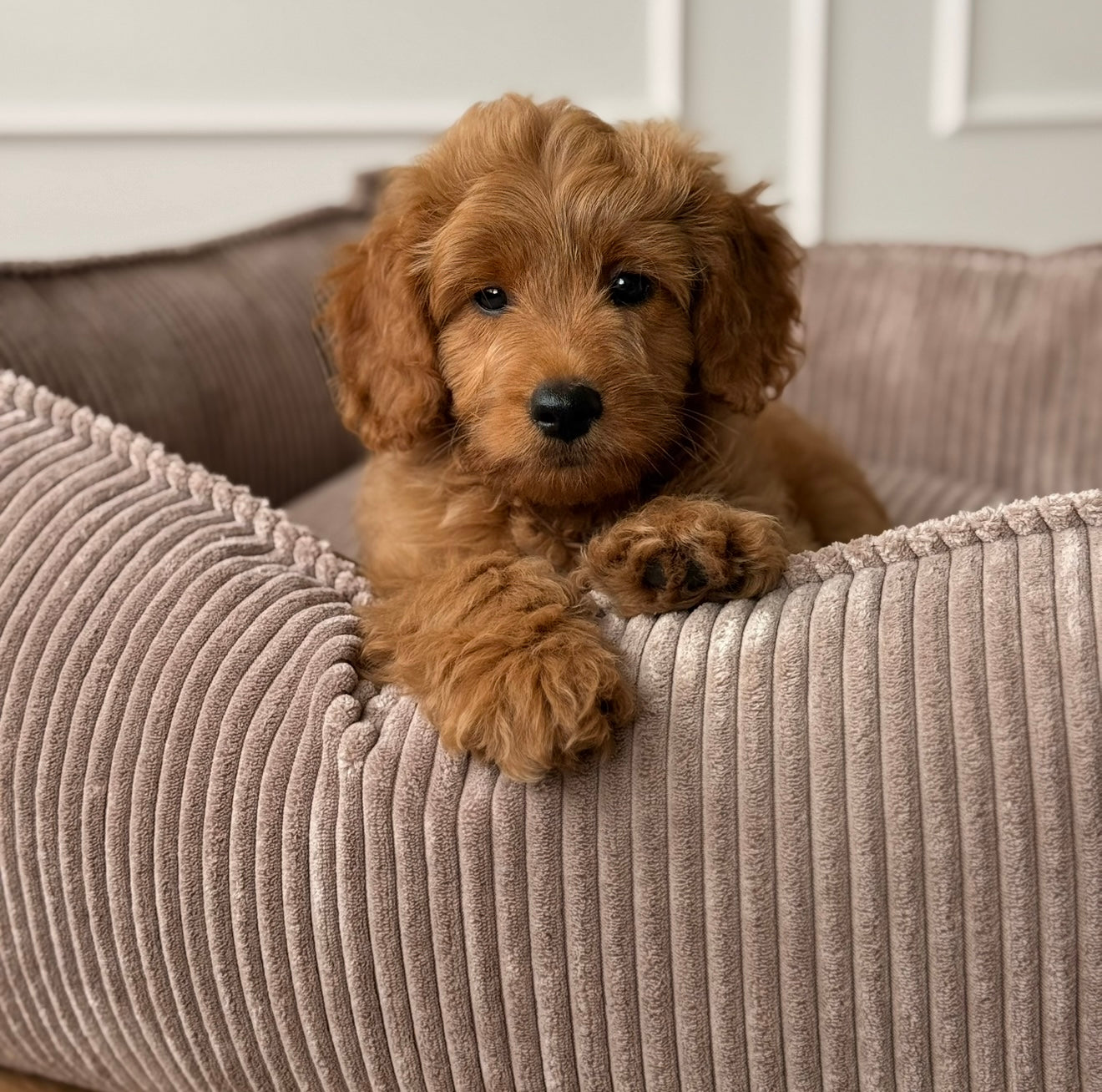 Carl hundekurven / lys brun bred fløjl - Medium
