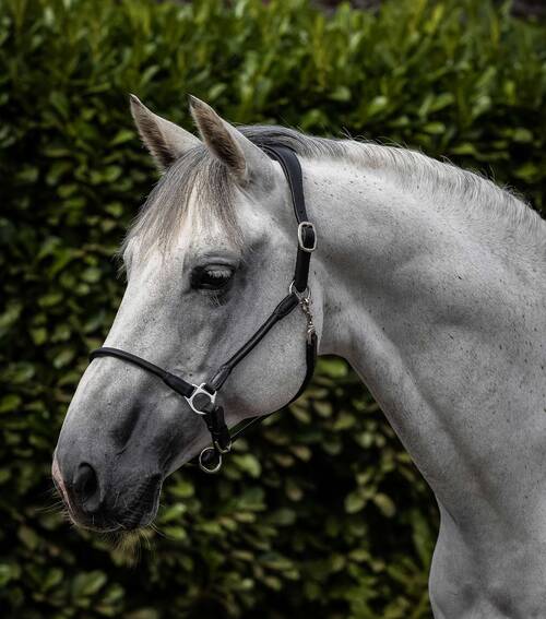 Premier Equine Hennaroso Rolled Anatomic læder grime - Sort, Cob