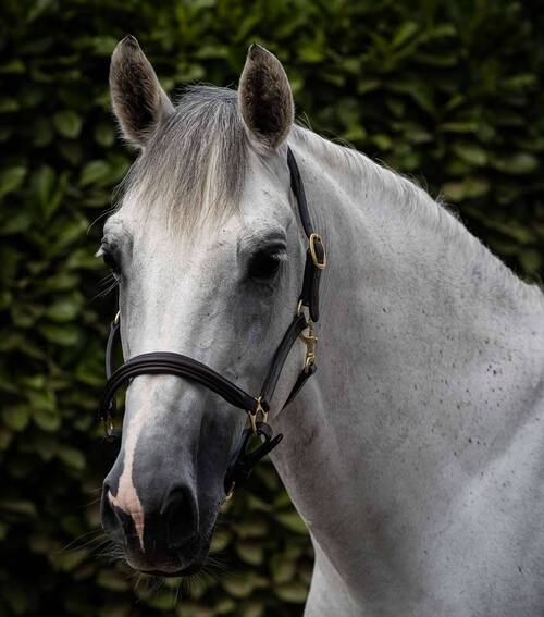 Premier Equine foret læder grime - Sort, Cob