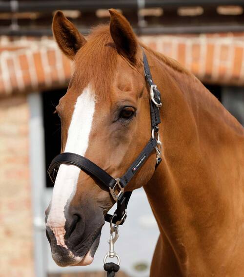 Premier Equine nylongrime med foer - Sort, Cob