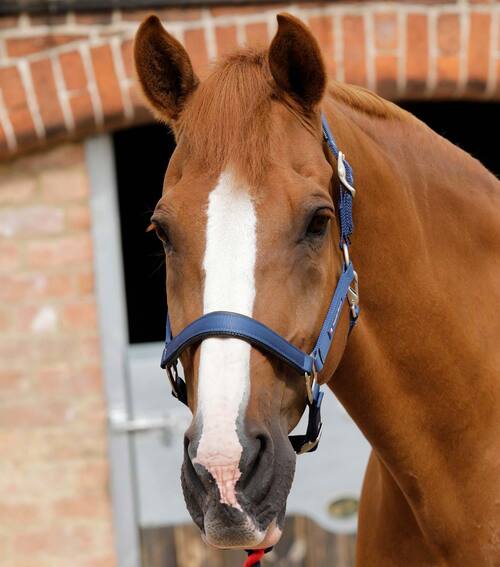Premier Equine nylongrime med foer - Navy, Cob