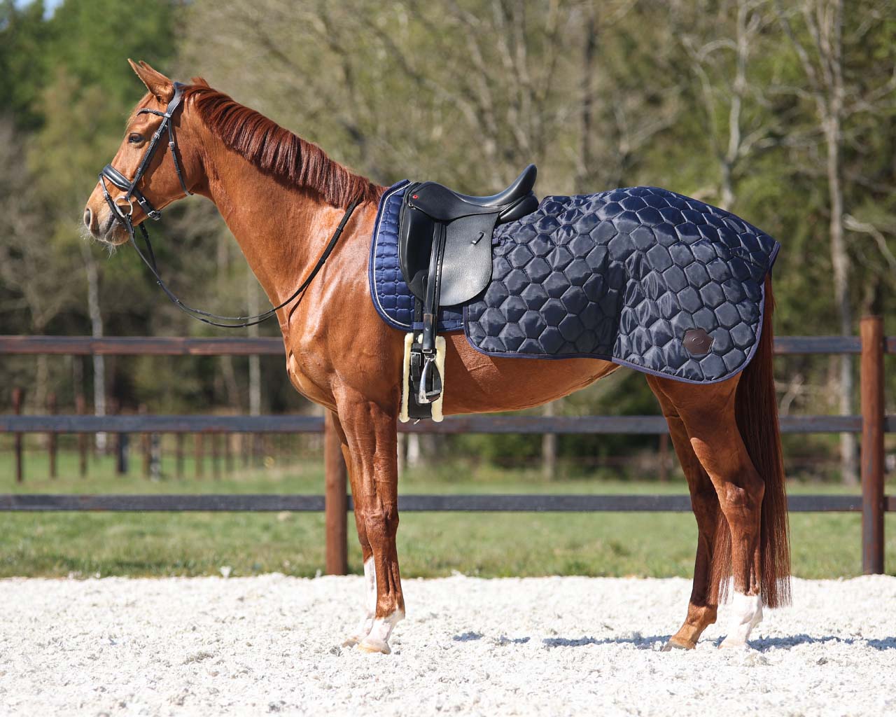 QHP Classy lændedækken - Pony