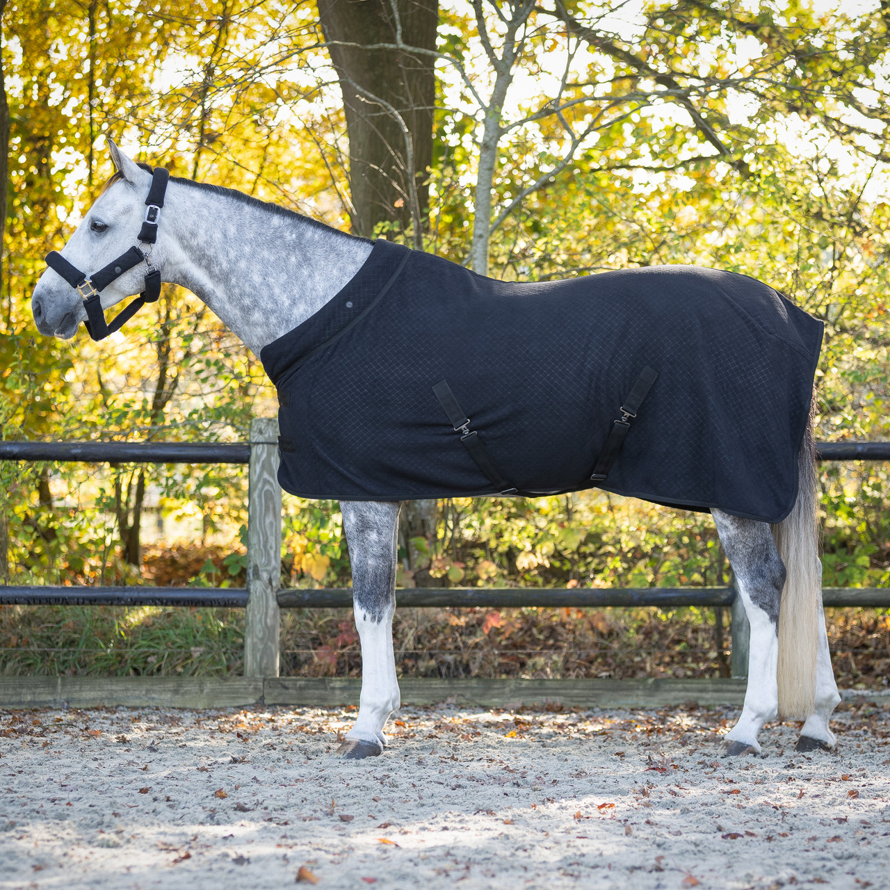 QHP Zahra showrug - 125