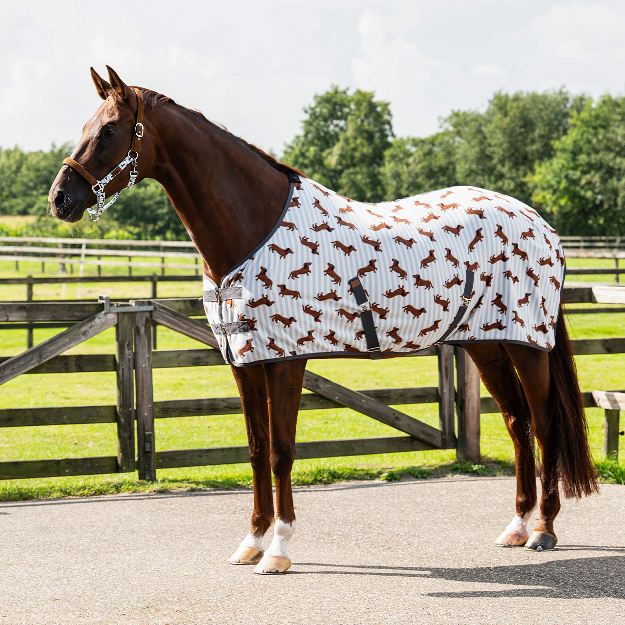 QHP Stable Buddy fleecedækken med gravhunde - 145 cm