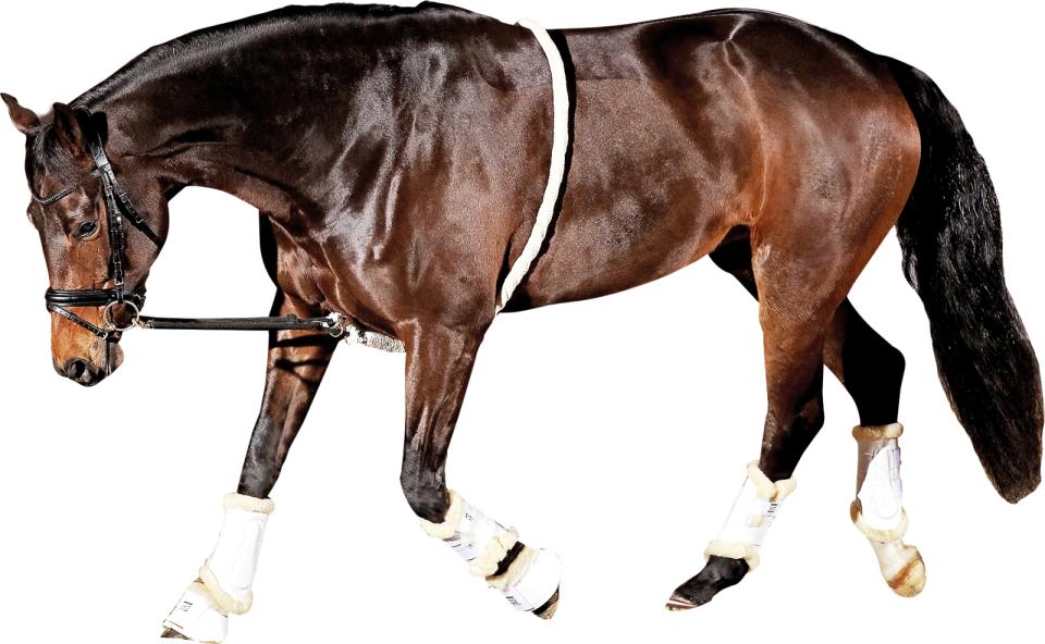 HorseGuard Soft Longeringshjælp - Pony/Cob