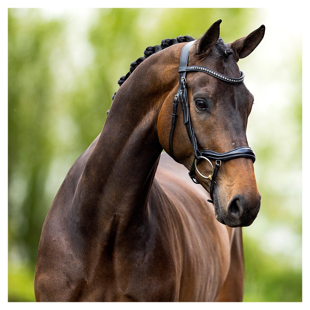 BR Stanley anatomisk trense - Cob