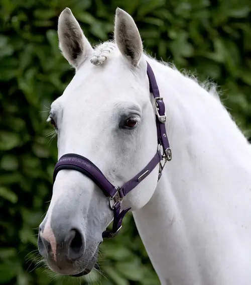 Premier Equine Duco grime sæt - Grape, Pony