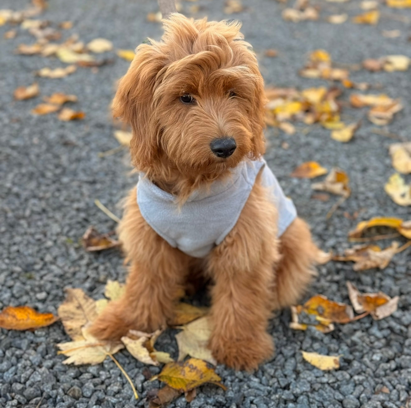 Hunde fleecetrøje - brun - Small / Grå