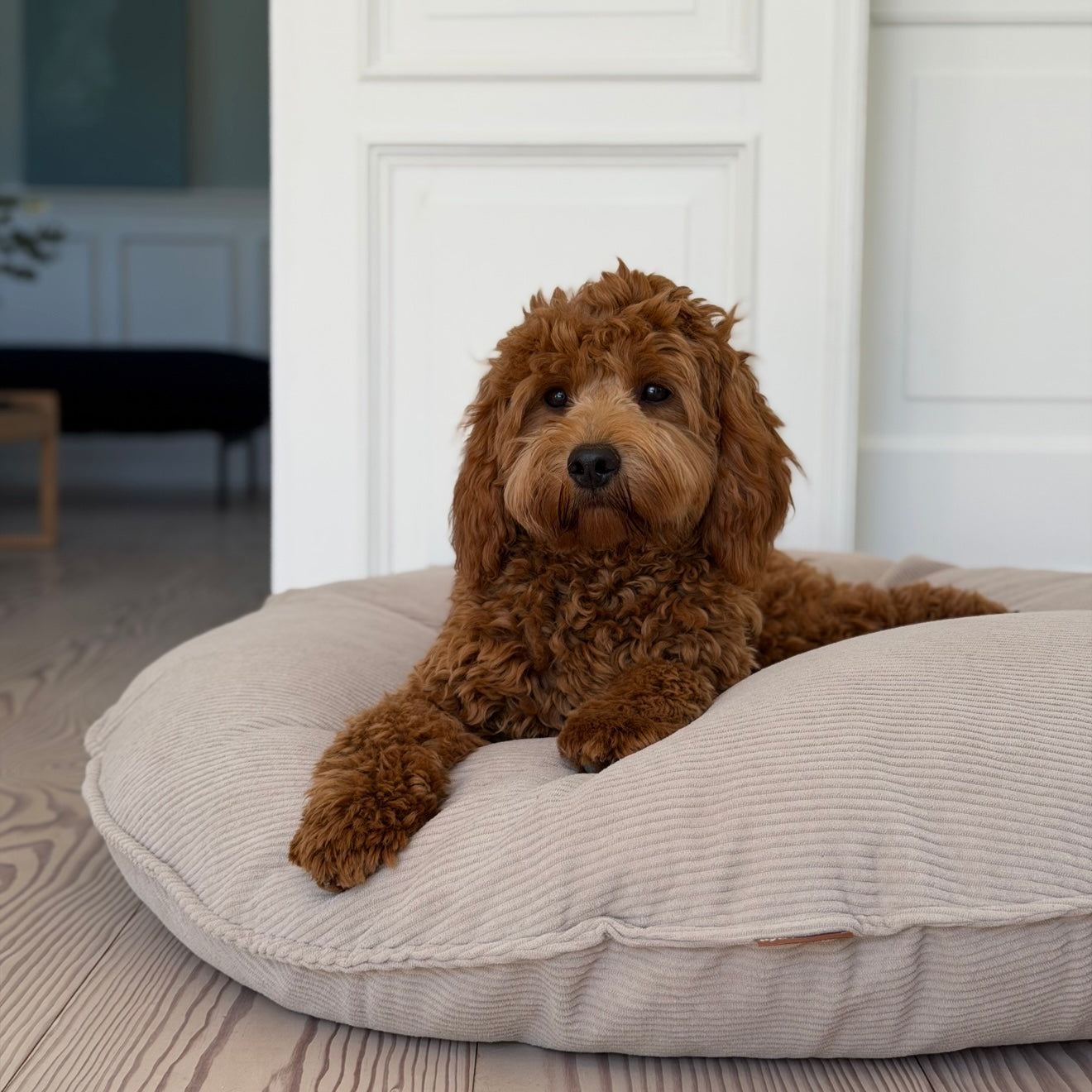 Ingolf hundekurven / lys brun