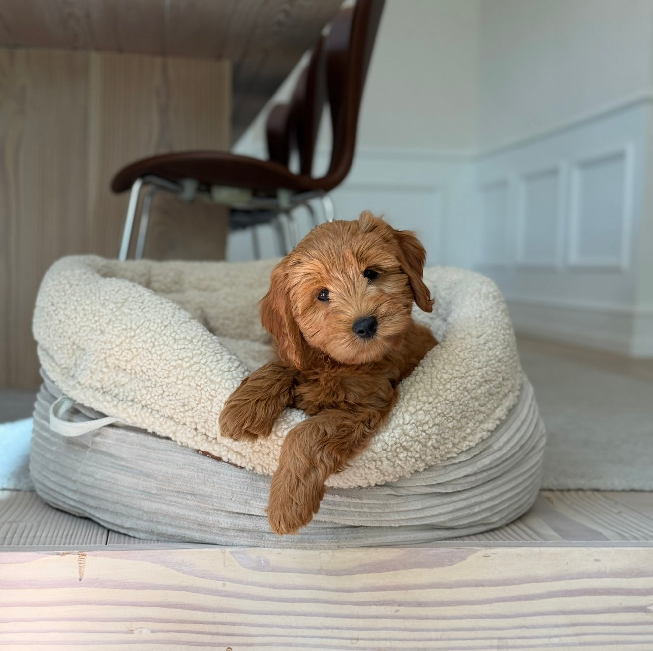 Hanna hundekurven / sherpa fleece / bred fløjl