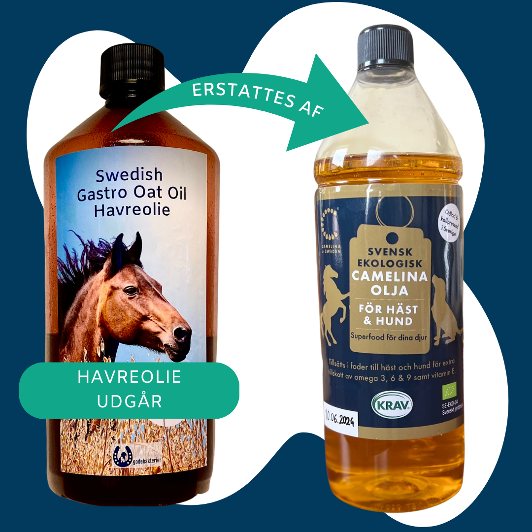 Havreolie - Swedish Gastro Oat Oil - ERSTATTET AF CAMELINA OLIE