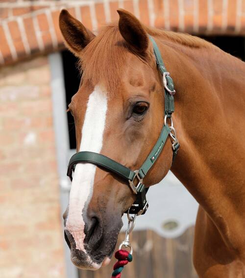 Premier Equine nylongrime med foer - Grøn, Cob