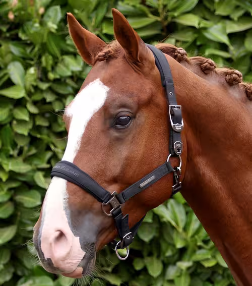 Premier Equine Duco grime sæt - Sort, Pony