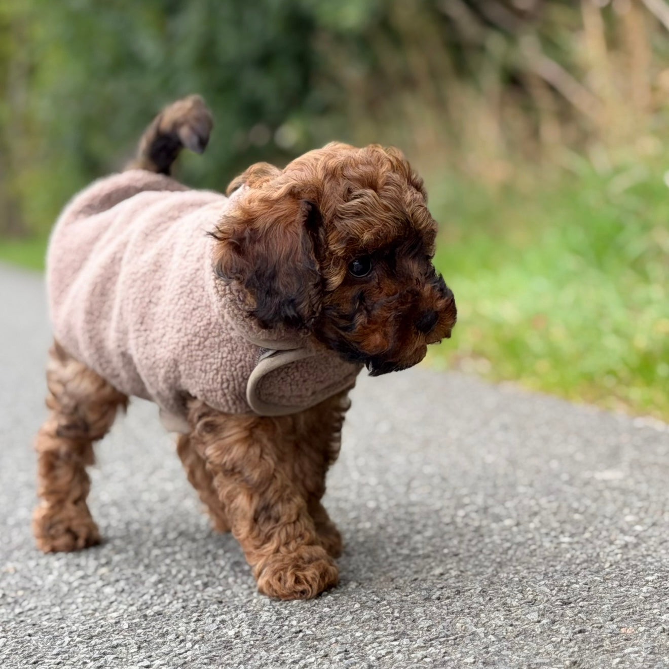 By Doodle Dogs Sherpa fleece trøje - 1