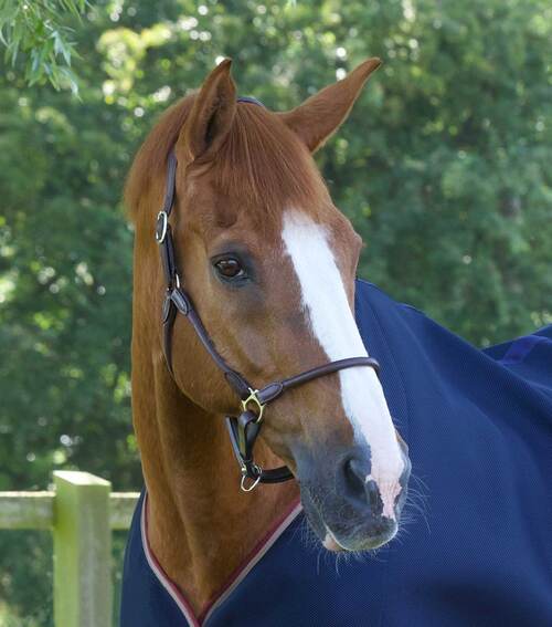 Premier Equine Hennaroso Rolled Anatomic læder grime - Brun, Cob